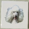 White Poodle Ceramic Tile