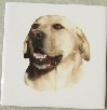 Yellow Labrador Ceramic Tile