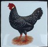 Ceramic Tile Chickens Hen