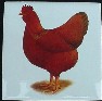 Ceramic Tile Chickens Hen