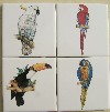 Ceramic Tile Mural Tropical Birds Parrots