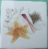 Ceramic Tile Pretty Sea Shells