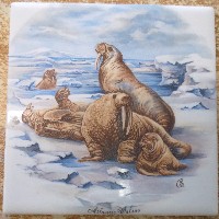 Ceramic Tile Walrus