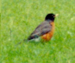 American Robin