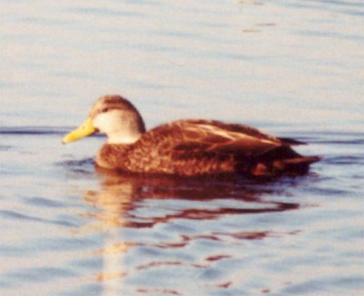American Black Duck
