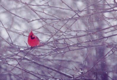 Northern Cardinal