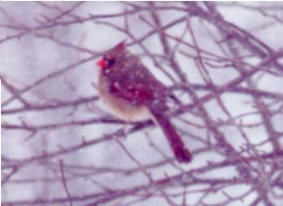 Northern Cardinal