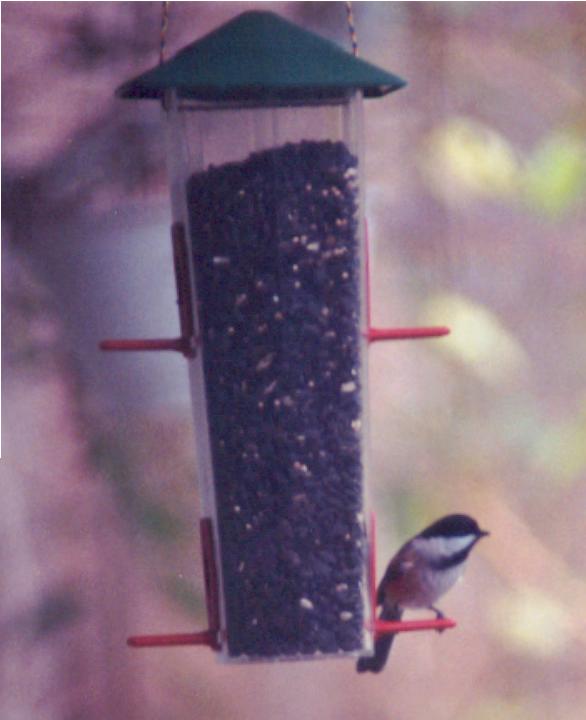 Black-capped Chickadee