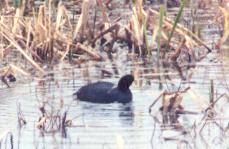 American Coot