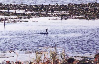 Double-crested Cormorant