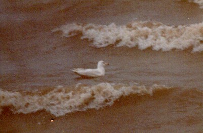 Glaucous Gull
