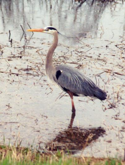 Great Blue Heron