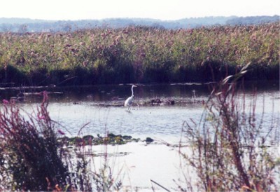 Great Egret