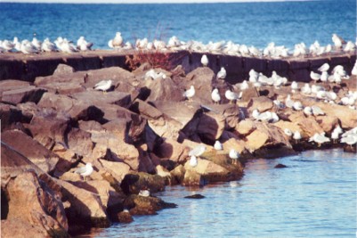 Gulls