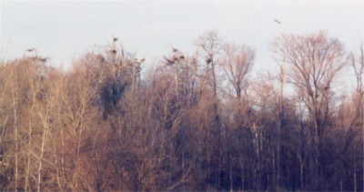 Great Blue Heron Rookery