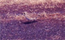 Horned Lark