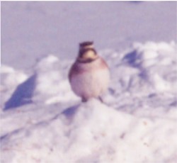 Horned Lark