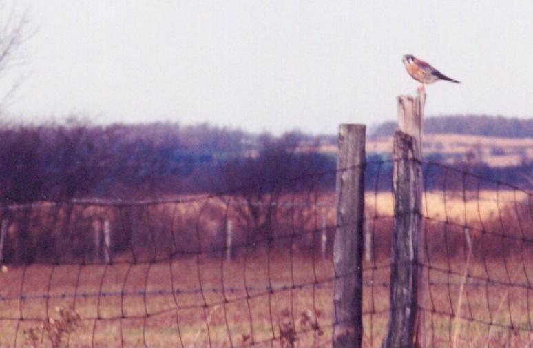 American Kestrel