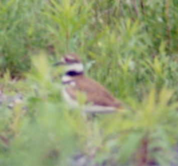 Killdeer