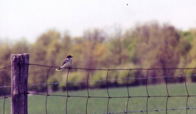 Eastern Kingbird
