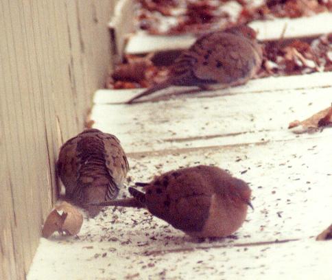 Mourning Dove