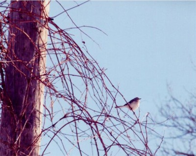 Northern Mockingbird