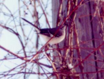 Northern Mockingbird