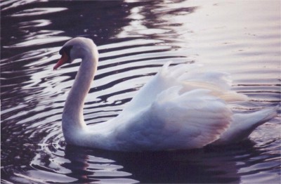 Mute Swan