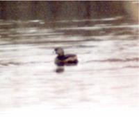 Pied-billed Grebe