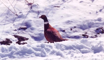 Ring-necked Pheasant