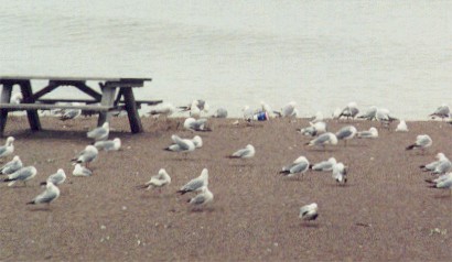 Ring-billed Gull