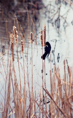 Red-winged Blackbird