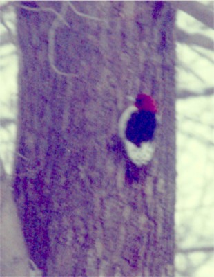 Red-headed Woodpecker