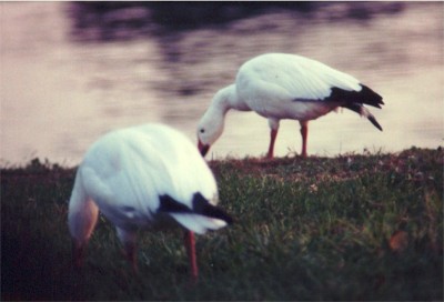 Snow Goose