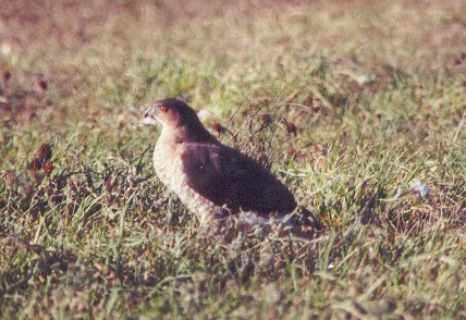 Sharp-shinned Hawk