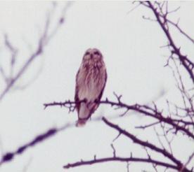 Short-eared Owl