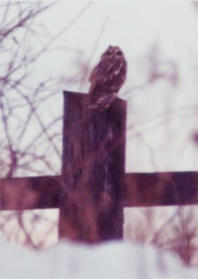 Short-eared Owl