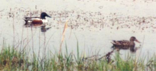 Northern Shoveler