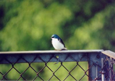 Tree Swallow