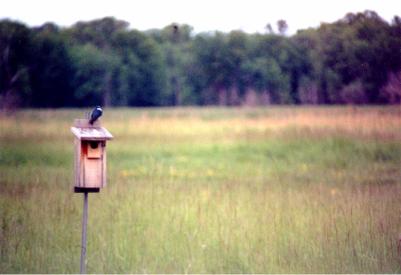 Tree Swallow at Nest Box