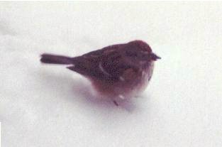 American Tree Sparrow