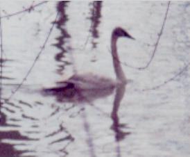 Trumpeter Swan