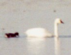 Tundra Swan