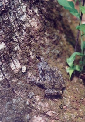Gray Treefrog