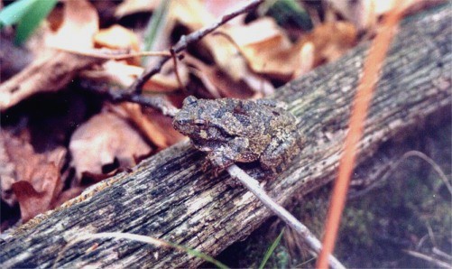 Gray Treefrog