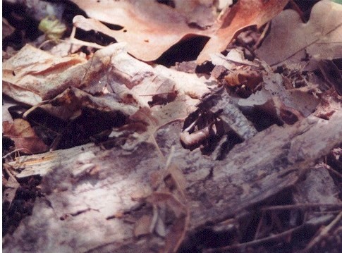 Wood Frog