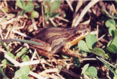 Western Chorus Frog