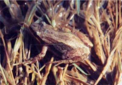 Western Chorus Frog