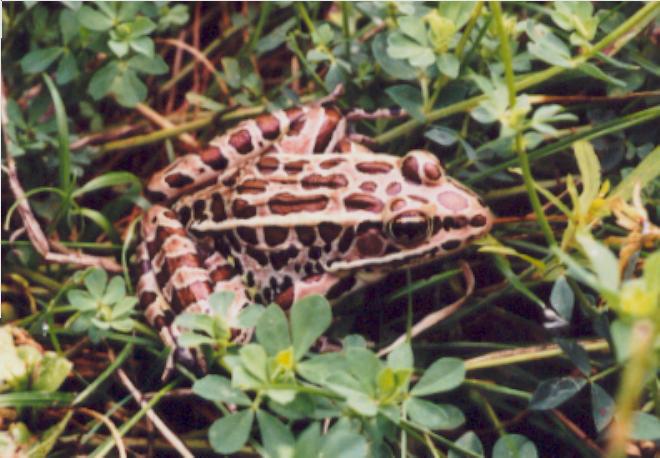 Northern Leopard Frog