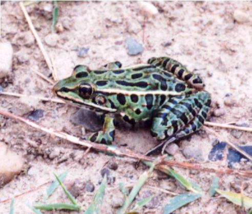 Northern Leopard Frog